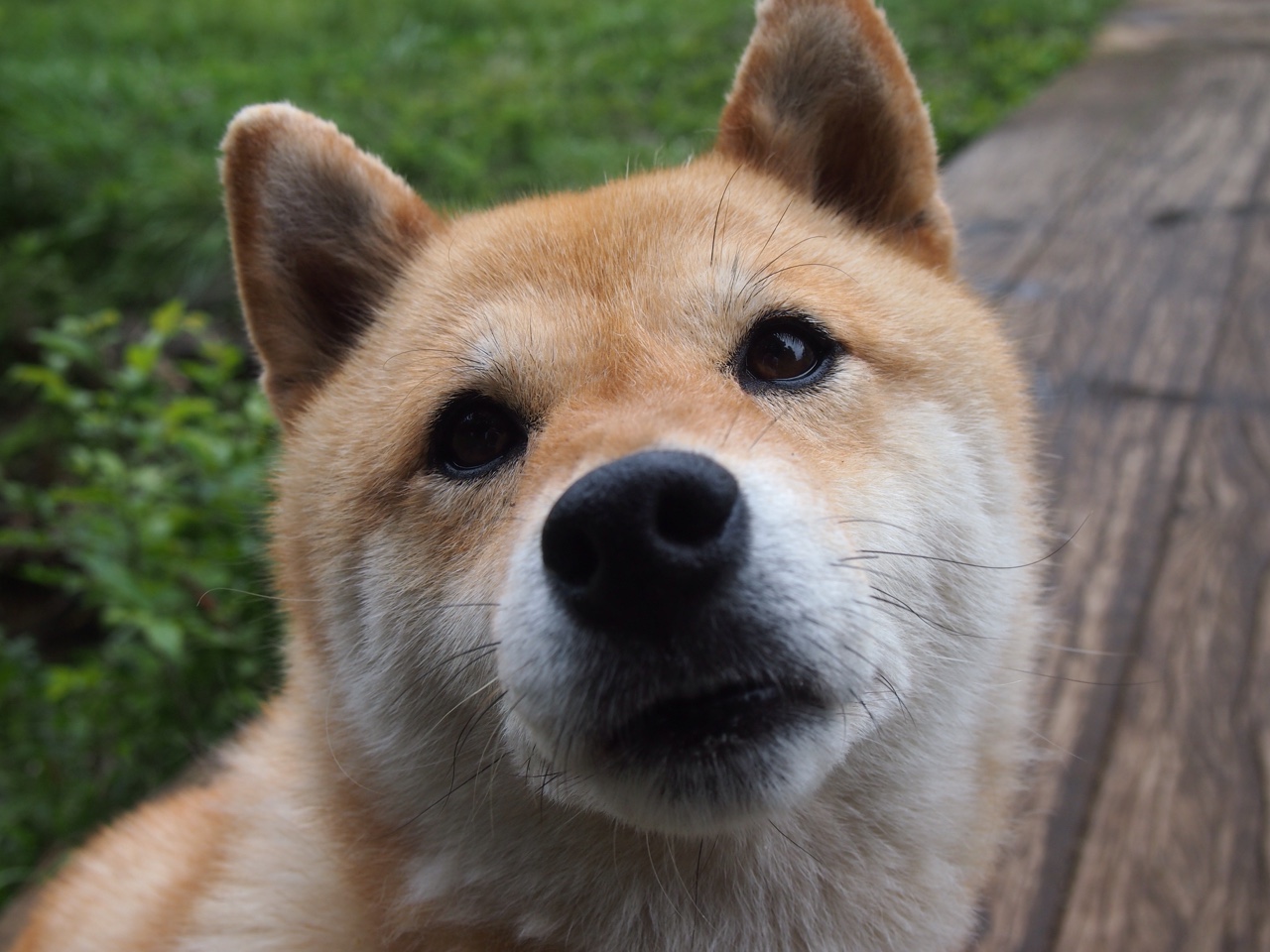 神兵天降！努涅斯终场任意球破门，厄瓜多尔加时风暴带走苏格兰