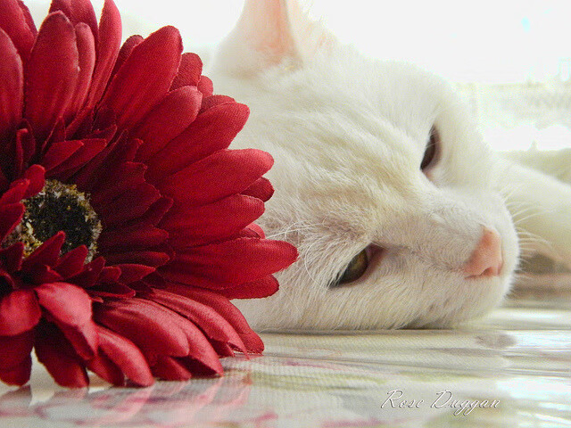 晨光与黄昏，韩国速胜背后，范戴克纪录之上的足球文明流转