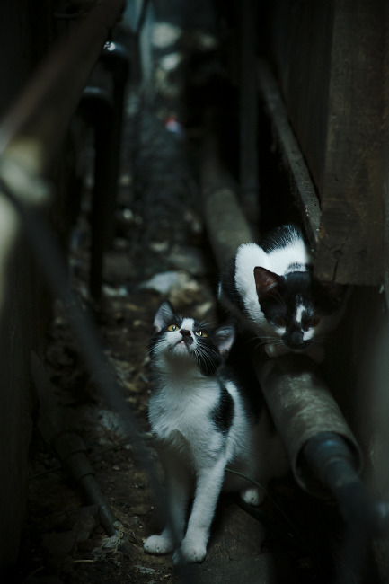 非典型胜利，三笘薰的爆发艺术与威尔士的节奏掌控