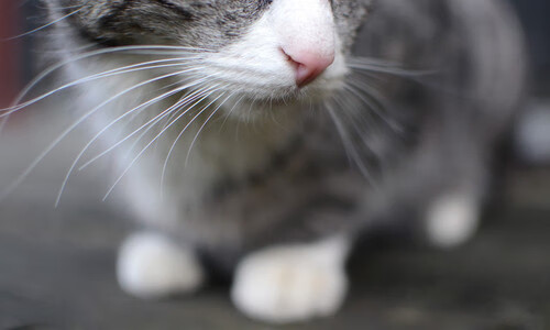 手术刀与心脏，阿劳霍，一场定义瑞士防线的非典型胜利