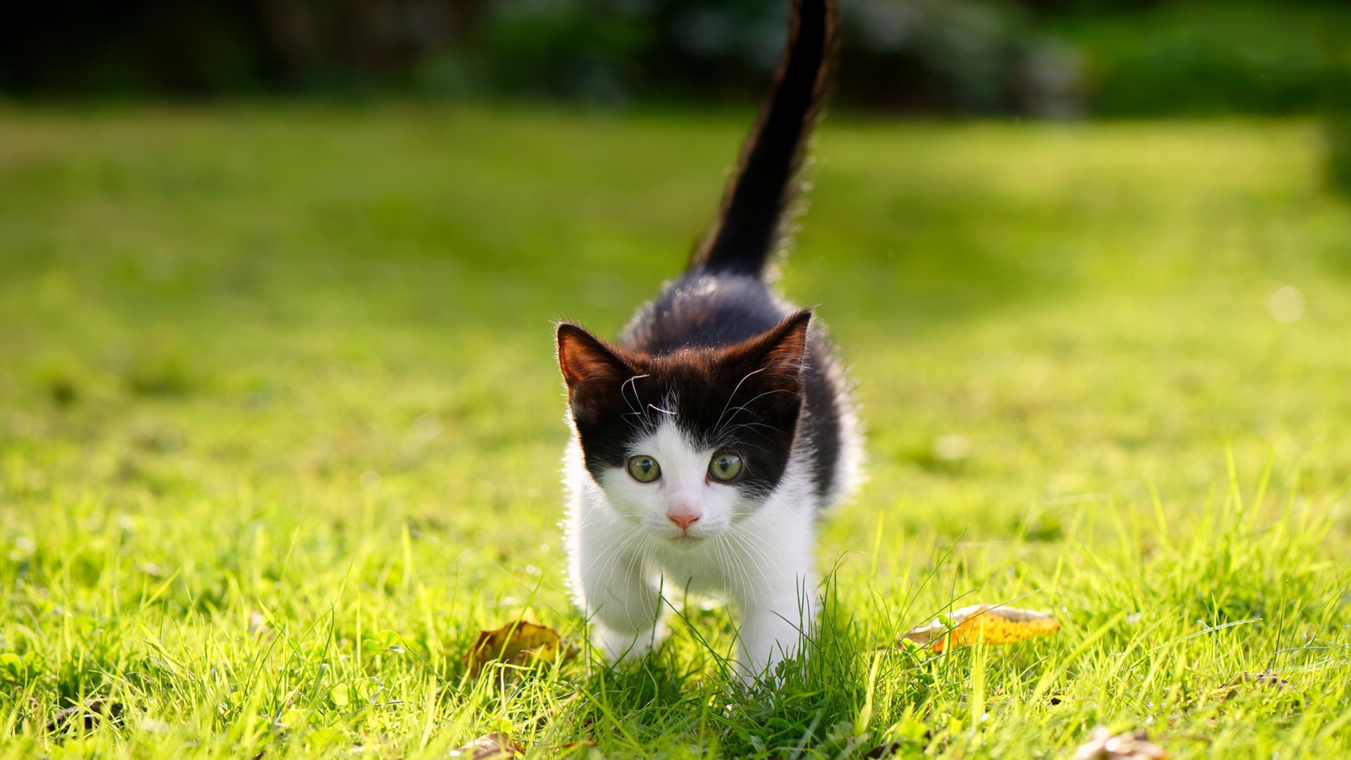 开云sport-纽约与沈阳的量子纠缠，欧文率尼克斯翻盘辽宁队的篮球元宇宙